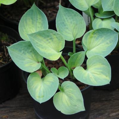 Hosta 'Dinky Donna'